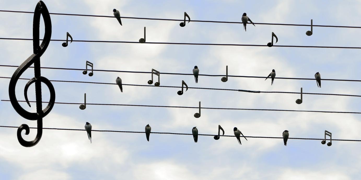 birds
